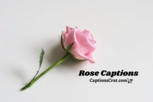Rose Captions