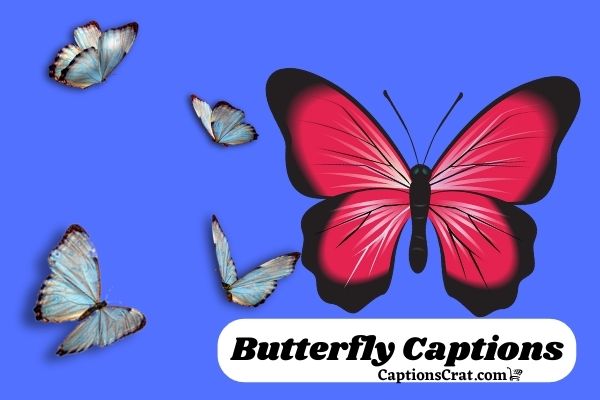 Butterfly Captions And Quotes