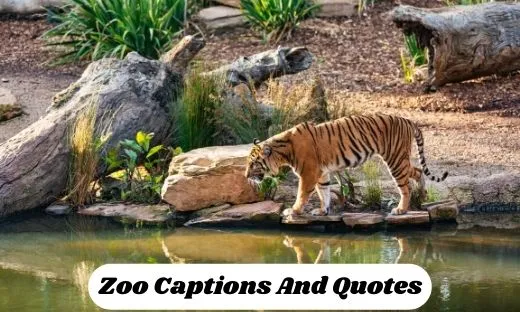 Zoo Captions