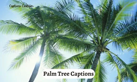 Palm Tree Captions