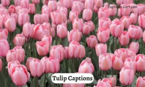 Tulip Captions